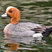 Eurasian Wigeon